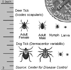 Ticks